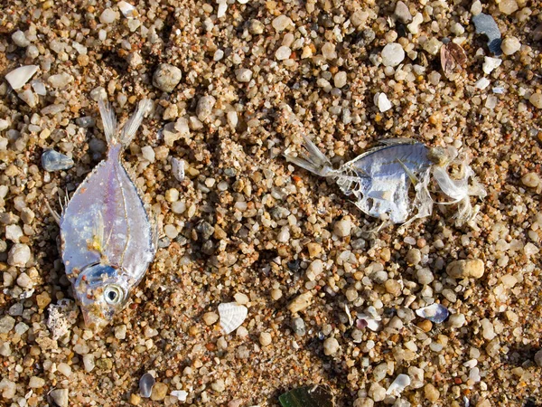 Poissons Morts Avec Fishbone Sur Plage Gros Plan Macro Shot — Photo
