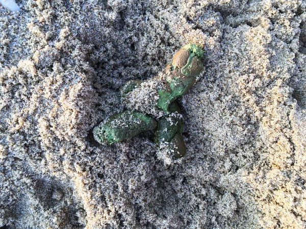 Jack Russell Terrier Drown Out Green Dry Dog Poops Sandy — Stockfoto