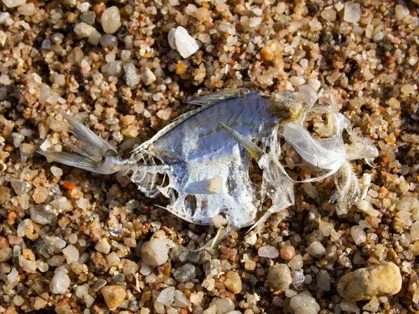 Мертвая Рыба Fishbone Пляже Закрыть Макро Выстрел Концепция Загрязнения Морской — стоковое фото