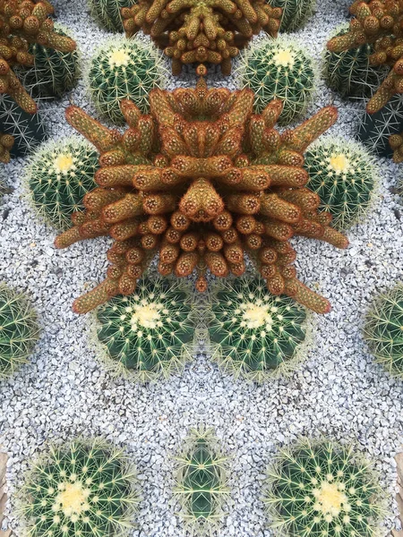 Kaktüs Beyaz Taş Bahçesinde Şeker Palmiye Yaprağı Yaratıcılık Tasarımı Yaprakları — Stok fotoğraf