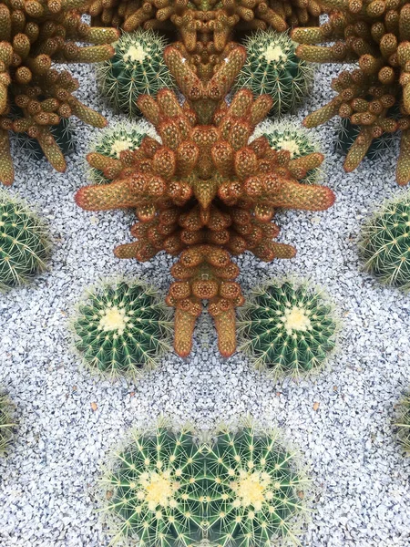 Kaktus Liść Palmy Cukrowej Białym Kamiennym Ogrodzie Projekt Kreatywności Liście — Zdjęcie stockowe