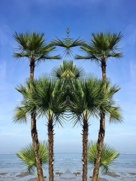 Tropische Groene Palmboom Aan Het Strand Blauwe Lucht Abstracte Natuurlijke — Stockfoto