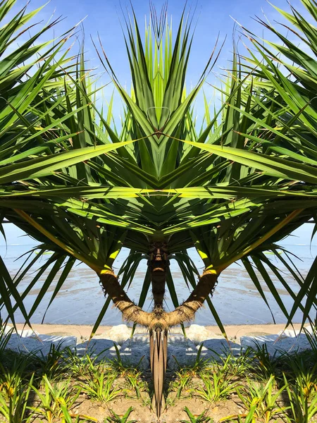 Trópusi Zöld Pálmafa Strandon Kék Elvont Természeti Háttér Kreativitás Minta — Stock Fotó