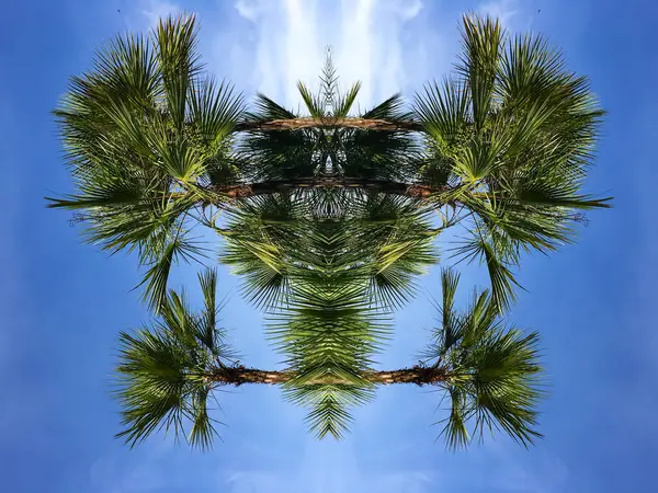 Trópusi Zöld Pálmafa Kék Absztrakt Természeti Háttér Kreativitás Minta Grafikai — Stock Fotó