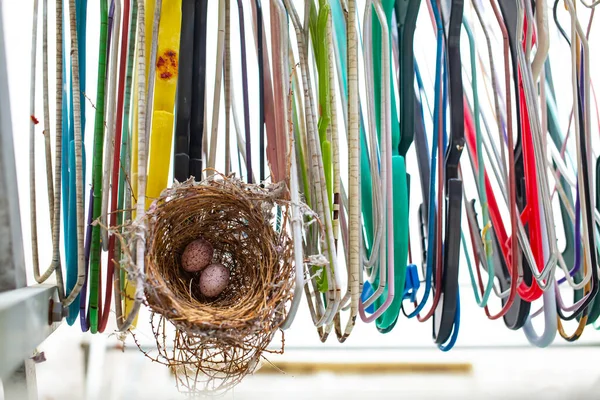 Eier Vogelnest Hängende Kleiderbügel Nahaufnahme Biologie Lebenskonzept — Stockfoto