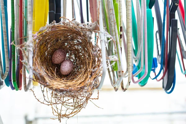 Ägg Fågelboet Fastklängande Klädhängare Närbild Skott Biologi Liv Koncept — Stockfoto