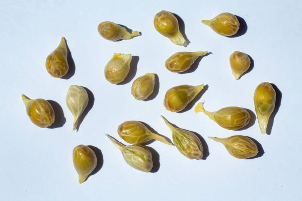 Orange Fruit Seeds White Background Close Macro Shot Healthy Food — Stock Photo, Image