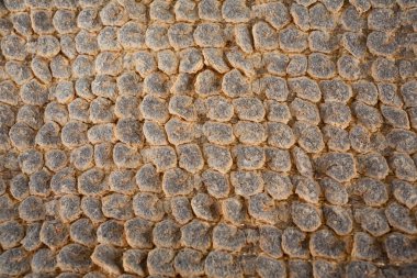 Eski yuvarlak kahverengi halı dokusu, desen polka nokta yakın çekim, oturma odası ve banyo konsepti