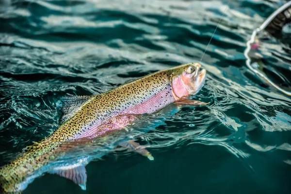 Captura de trucha arco iris — Foto de Stock