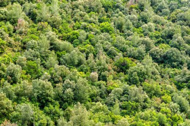 Bahar yeşil orman arka plan