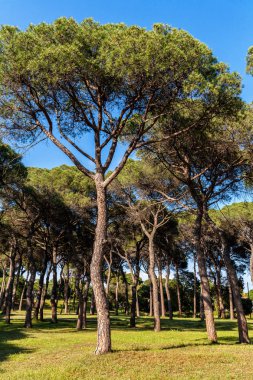 Çam ağacı orman Park