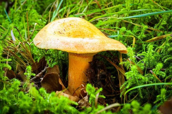Detail of mushroom in the moss — Stock Photo, Image