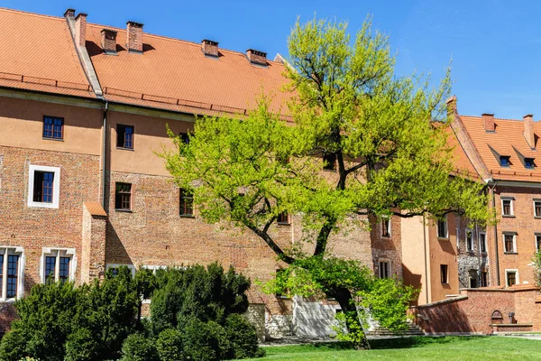 Árbol verde primaveral frente al antiguo edificio del castillo de Wawel, Crac — Foto de Stock