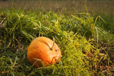 Çimlerde balkabağı