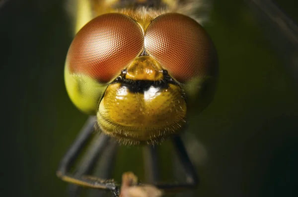dört Chaser benekli