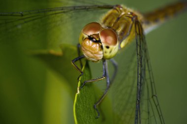 Ejderha sinek yaprak üzerinde kapat