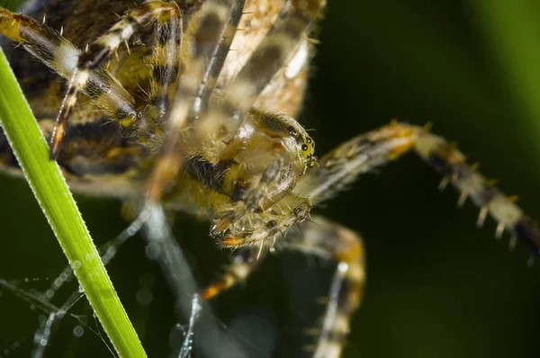 Macro da frente de aranha cruzada — Fotografia de Stock