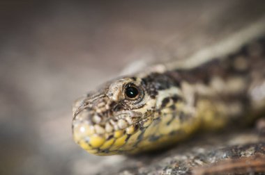 Podarcis muralis baş yan shot