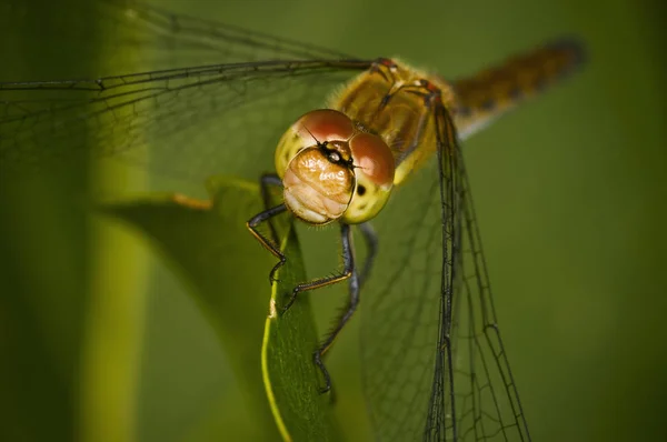 Dragon fly slanting in front — Stock Photo, Image