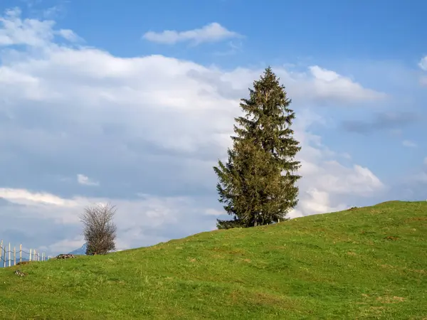 Weiland met één spar op heuvel — Stockfoto