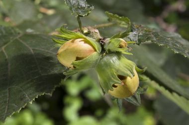 fındık ağacı olgunlaşmamış