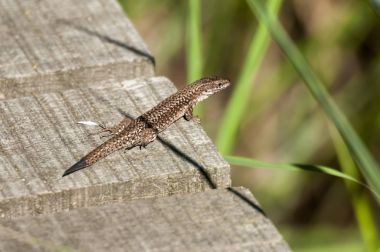 Podarcis duvar resimleri plakalar