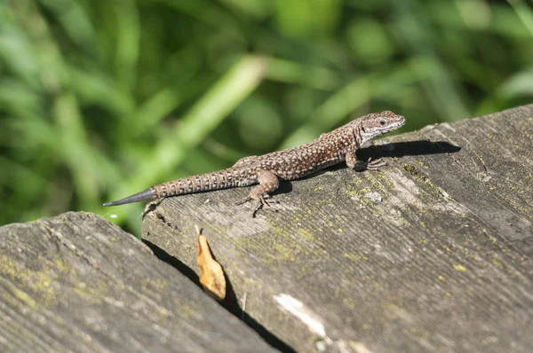 İskele tarafında Podarcis duvar resimleri