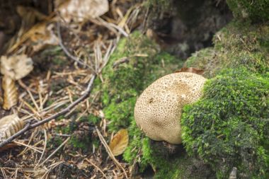 Skleroderma citrinum toprağa