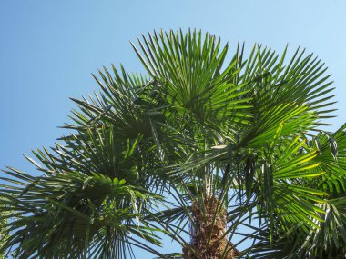 Tubifera ferruginosa üzerinde ağaç kütüğü