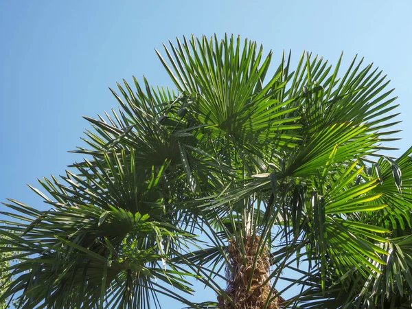 Tubifera ferruginosa üzerinde ağaç kütüğü