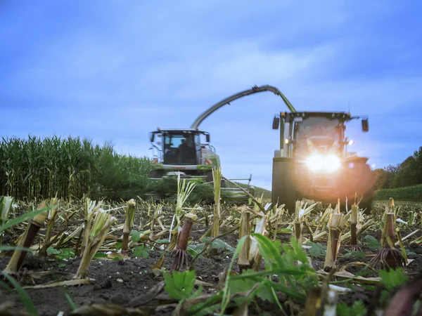 Corn harvest in the evening