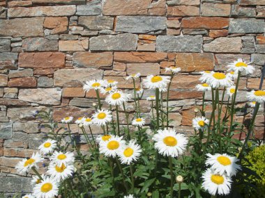 Leucanthemum _ büyük papatya