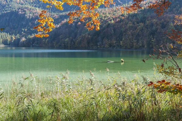 Folhas de outono na margem do Lago Alpsee — Fotografia de Stock
