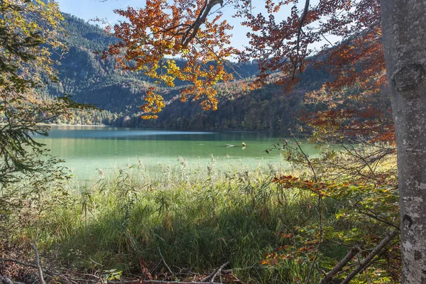 Folhas de outono perto do Lago Alpsee — Fotografia de Stock