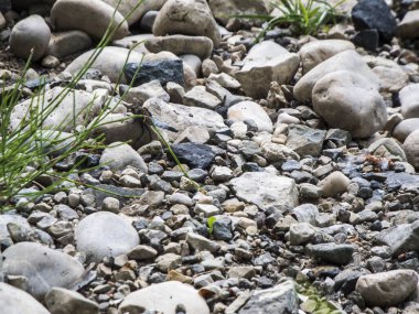 Yusufçukla kurumuş nehir yatağı