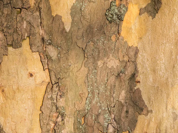 Bark of a plane tree horizontal