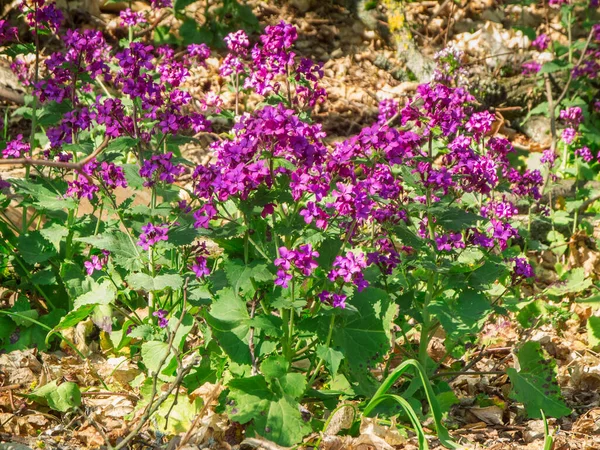 ブランデンブルク ドイツの春の森の端における年次銀葉多年草 ラテン語 Lunaria Annua の収集 ロイヤリティフリーのストック写真