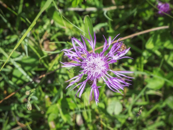 Close Political Flowering Meadow Knapweed Lat Centaurea Jacea Blurred Related — Stock Photo, Image