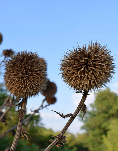 Dry head plant — Stock Photo, Image