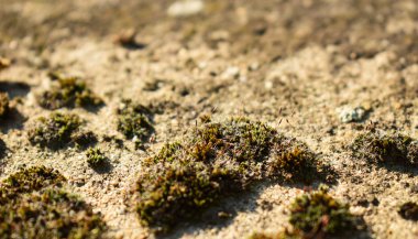 Kayaların üzerinde yosun