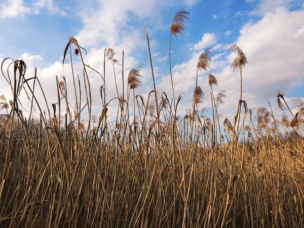 Tall Grass Flutters Blue Sky — Stock Photo, Image