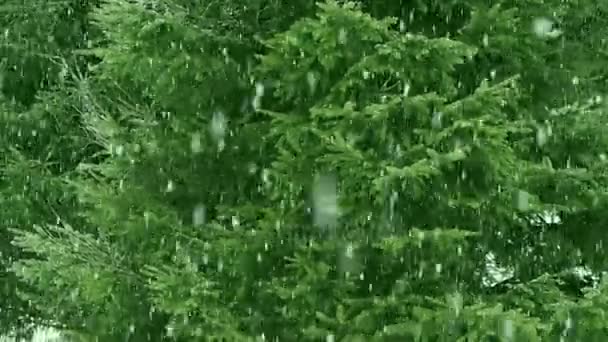 Sněžení Lesoparku Zimní Krajina Zasněženém Parku Husté Sněžení — Stock video