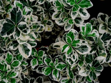 Yeşil yaprak doku / yaprak doku arka plan / kopyalama alanı