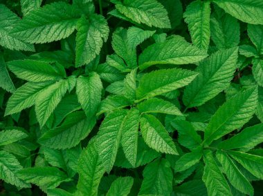 Yeşil yaprak doku / yaprak doku arka plan / kopyalama alanı