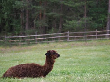 Llamas veya alpaka. Hayvan kavramı.