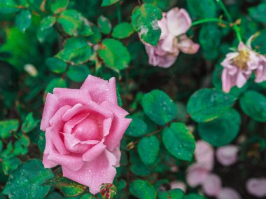 Sevgililer günü ya da başka bir kutlama, seçici odak için gül arka planlar