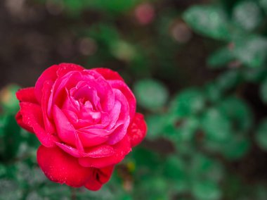 Sevgililer günü ya da başka bir kutlama, seçici odak için gül arka planlar