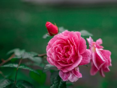 Sevgililer günü ya da başka bir kutlama, seçici odak için gül arka planlar
