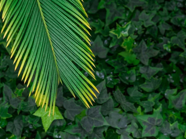 Green leaf texture / leaf texture background / Copy space