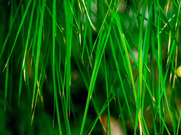 Green leaf texture / leaf texture background / Copy space